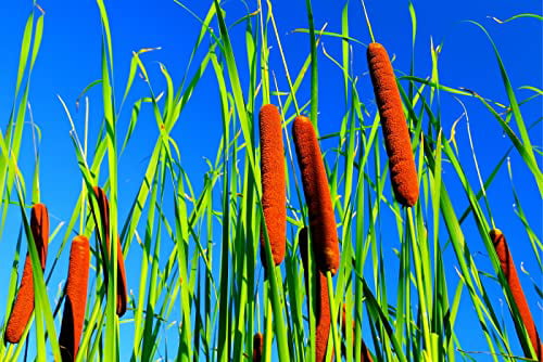 Fresh This Season's Harvest from My own Garden, 2000 Seeds Limits Cattail 