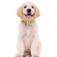 thumbnail image 4 of BKER Colored Velvet Cat Collar Optional Tie Customized Engraved Collar For Small And Large Cats (light Gold Buckle), 4 of 4