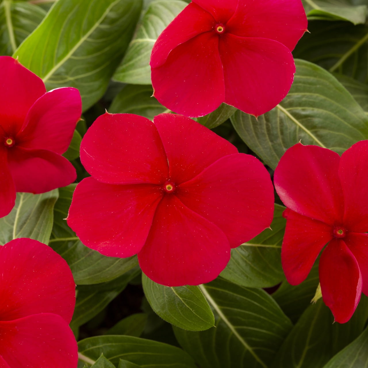 Expert Gardener 1.5gal Red Vinca Live Annual Plant Hanging Basket Sun