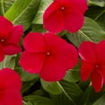 thumbnail image 2 of Expert Gardener 1.5gal Red Vinca Live Annual Plant Hanging Basket Sun, 2 of 5