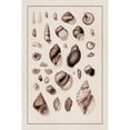 thumbnail image 3 of Sowerby, G.B. 17x24 Black Modern Framed Museum Art Print Titled - Shells: Sessile Cirripedes #2 (Sepia), 3 of 5