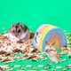thumbnail image 5 of Escondite de hámster de cerámica - Accesorio de cabaña mini tamaño 2 para animales pequeños, refugio refrescante de verano para hámsters, ratones y jerbos, 5 of 6