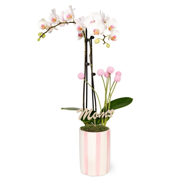 Live 5in White Orchid in Pink and White Striped Pot with 'Mom' Pick – Perfect Gift