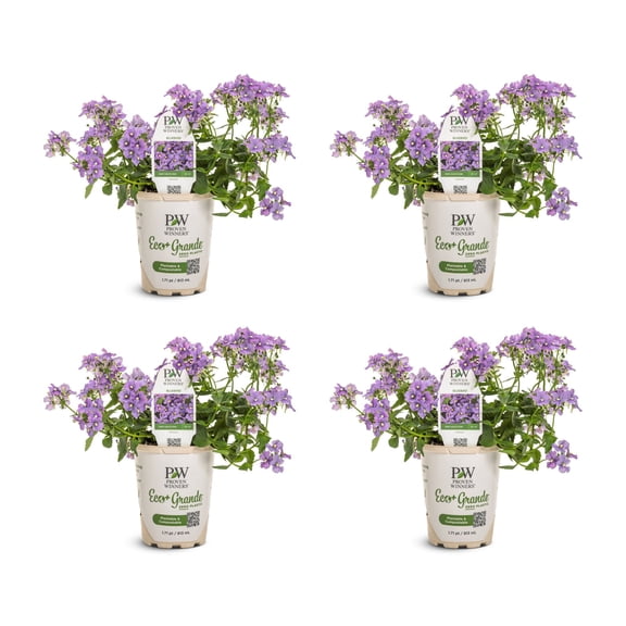 Proven Winners 4" Purple Bluebird Nemesia Live Plant in 4.25" Pot (4 Count)