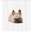 thumbnail image 3 of Ambesonne Bulldog Shower Curtain, Funny Pet Animal Lovers, 69"Wx75"L, Sand Brown Pale Pink, 3 of 3