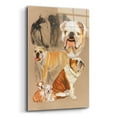 thumbnail image 2 of Epic Art 'English Bulldog' by Barbara Keith, Acrylic Glass Wall Art, 12"x16", 2 of 8