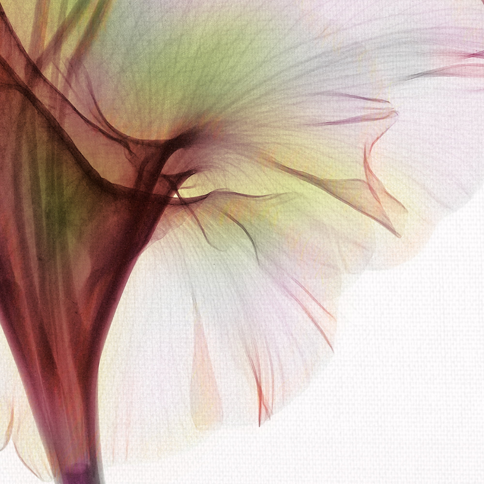Masterpiece Art Gallery Gladiolus By Hong Pham Canvas Art Print 24" x 36"