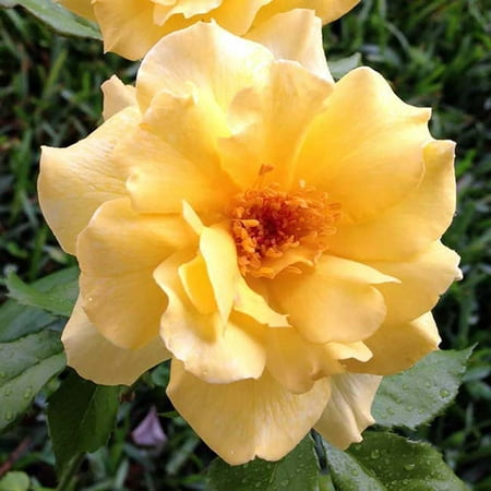 Sun Flare Rose Bush - Lemon Yellow Blooms - 4