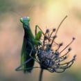 thumbnail image 2 of Hoffman, Jimmy 26x26 Gold Ornate Wood Framed with Double Matting Museum Art Print Titled - Praying Mantis, 2 of 4