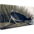 thumbnail image 2 of Trademark Fine Art John James Audubon American Coot Canvas Wall Art - 10x19, 2 of 3
