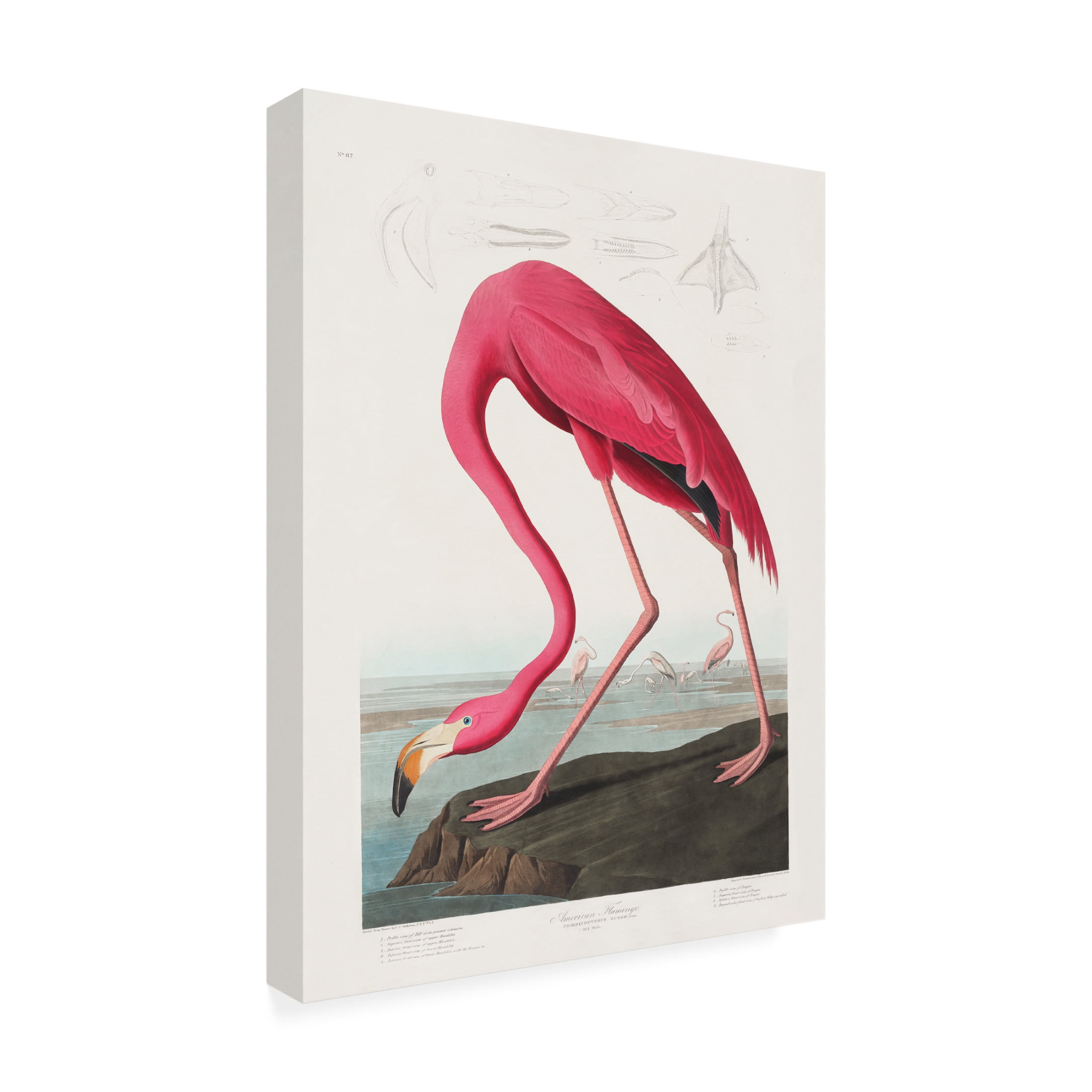 Trademark Fine Art Pictufy   Pink Flamingo From Birds of America 1827 Canvas Wall Art