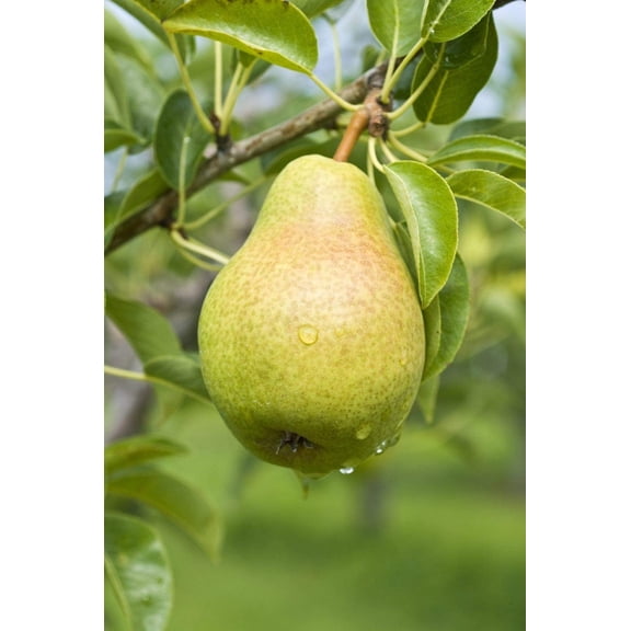 Pear Tree Seeds -8 Large Seeds - Grow Fruit Bearing Bonsai - Made in USA. Ships from Iowa