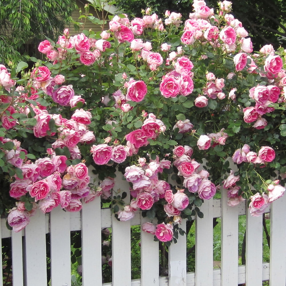 Heirloom Roses Carefree Wonder Rose Bush - Thumbnail 3