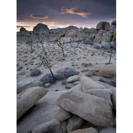 Landscape, Joshua Tree National Park, California, United States of America, North America Print Wall Art By Colin