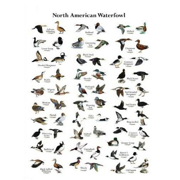 Bad Dog Posters Ducks Movie Poster 24inx36in Poster 24x36 Poster Color Category: Multi, Unframed, Ages: Adults, Rectangle