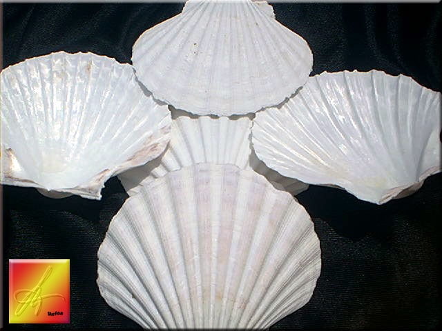 painting art collectible fun Florida nautical decor wedding wedding decor craft Seashells 24 White Scallop Seashells from Manasota Key