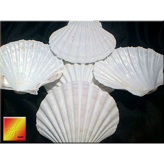 8 X-Large White Baking Scallop Shells (4"-4.5" / 102-114 mm) Restaurant Quality Real Seashells for Baking Beach Wedding Coastal Crafts and Decor