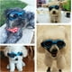 thumbnail image 4 of Gafas de sol para perros - Correa ajustable para gafas de sol con protección UV - Protección impermeable para perros pequeños y medianos, color azul, 4 of 5