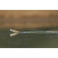 thumbnail image 2 of Welling, Dave 18x13 White Modern Wood Framed Museum Art Print Titled - TX, Western coachwhip snake swims in a small pond, 2 of 4