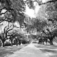 thumbnail image 3 of Hausenflock, Alan 20x20 Black Modern Framed Museum Art Print Titled - Charleston Oaks Sq. X, 3 of 5