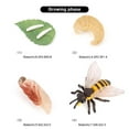 thumbnail image 4 of MesaSe Simulation Insect Plastic Animal Early Growth Preschool Model Miniature Educational Props Cognition Toy for Children, 4 of 9