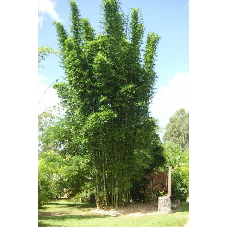 Giant Timber Bamboo Live Plant Bambusa Oldhamii Beautiful Non-Invasive Clumping Bamboo Privacy Screen
