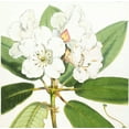 thumbnail image 2 of Hooker, Joseph Dalton 20x20 White Modern Wood Framed Museum Art Print Titled - Rhododendron Aucklandii Flower, 2 of 4