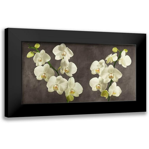 Antinori, Andrea 14x9 Black Modern Framed Museum Art Print Titled - Orchids on Grey Background