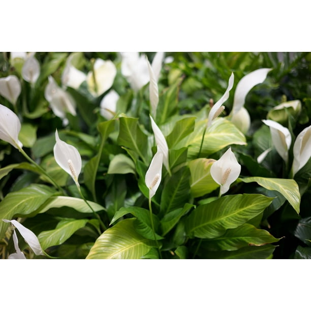 rare philodendrons Philodendron Domesticum Variegata main image 0