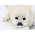 thumbnail image 2 of Baby Harp Seal Pup Wall Mural by Wallmonkeys Peel and Stick Graphic (24 in W x 19 in H) WM315790, 2 of 4