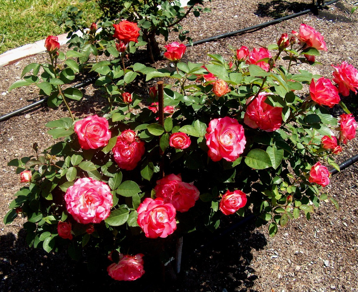 Cherry Parfait Rose Plant Live, Fragrant Hybrid Tea Rose Flowers Well Rooted Plant for Planting Indoor Outdoor, 4 to 8 Inch Tall, Ship No Pot