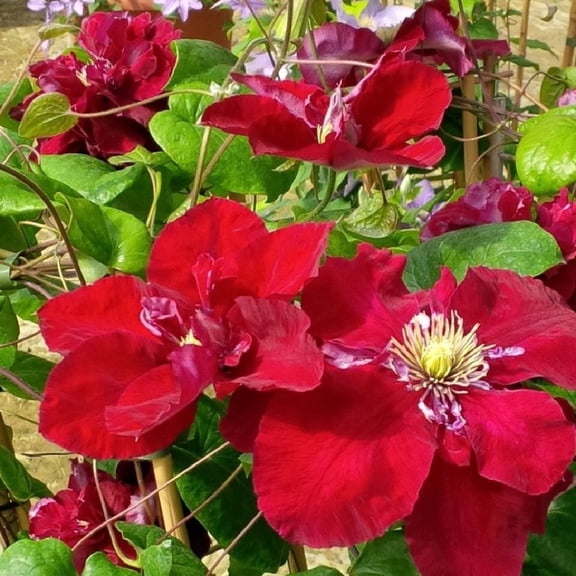 Charmaine Clematis Vine - Rich Pinkish Red - 2.5" Pot