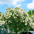 thumbnail image 2 of White Crape Myrtle Tree, Hardy Flowering Ornamental, 2 of 6