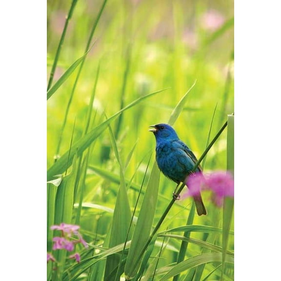 Nodin Press Blank Journals Indigo Bunting Blank Journal, (Hardcover)