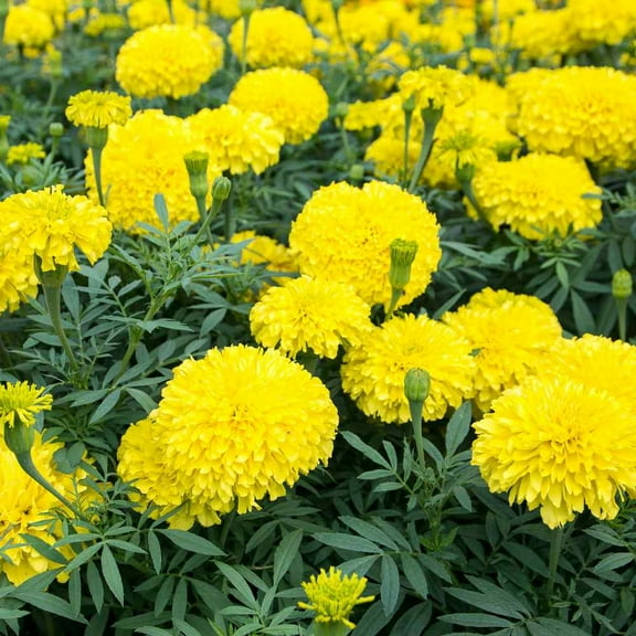 Outsidepride Marigold Yellow - 2000 Seeds