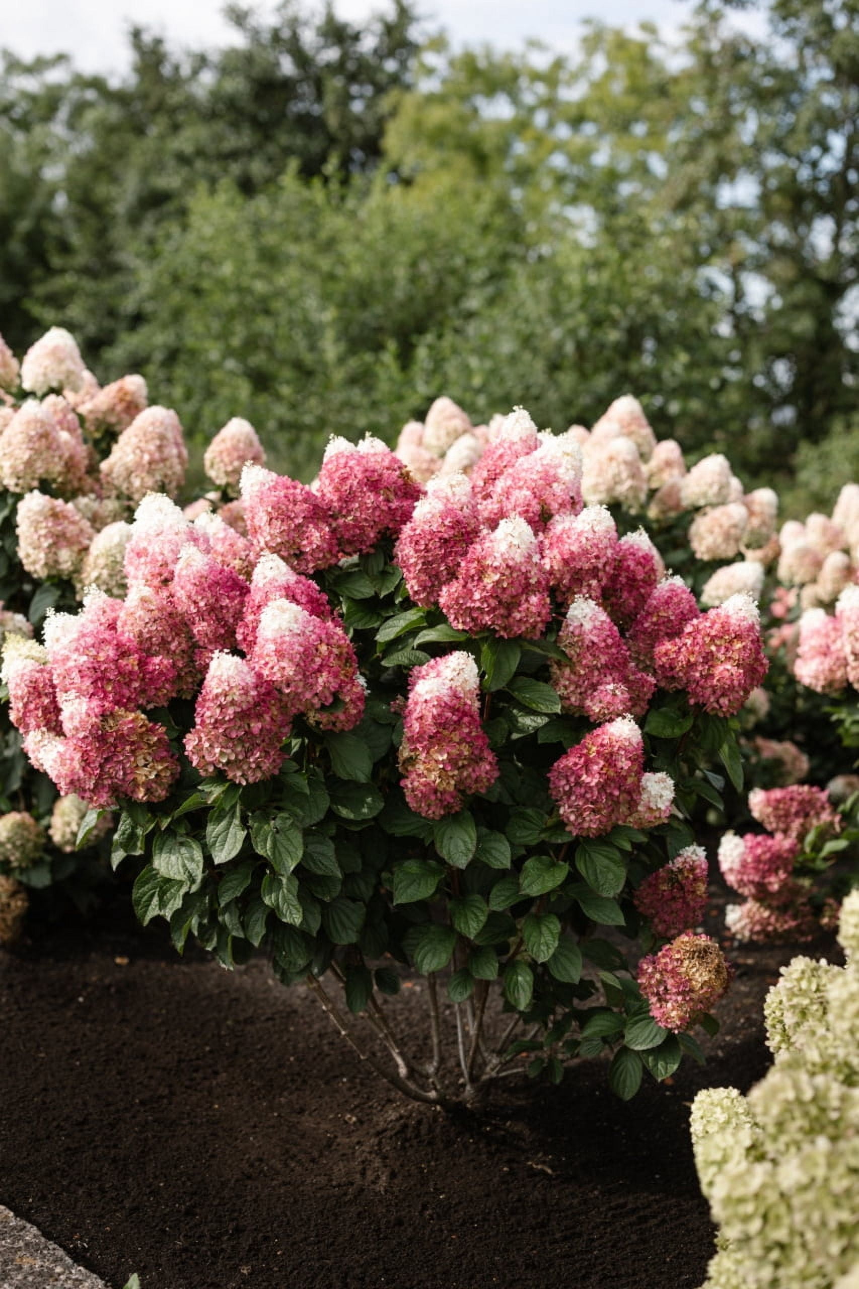 Better Homes & Gardens 1.50gal Red Velvet Hydrangea Live Shrub Plant Sun 1-Pack