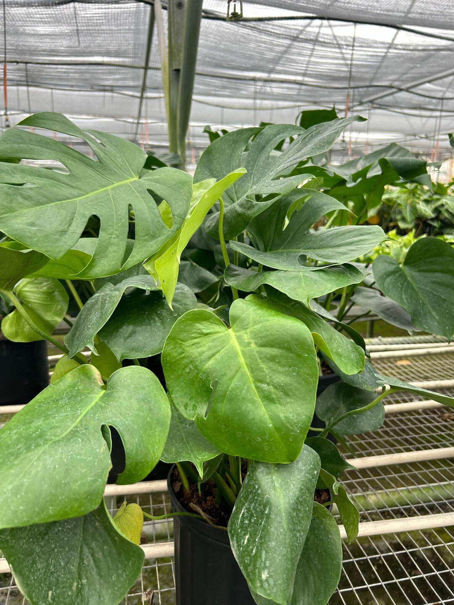 Monstera 'Split-Leaf', 6" Pot, Indoor Houseplant, Easy Care, Live Plant for Indoor & Outdoor