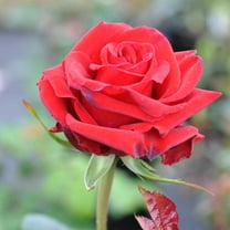 Heirloom Roses Red Rose Plant - Pride Of England™ English Legend Live Rose Bush - Red Flowers For Garden