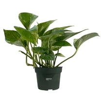 Nature's Way Farms Pothos Marble Queen Live Plant (7-11 inches tall) in growers pot