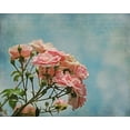 thumbnail image 2 of Ryan, Brooke T. 32x26 Gold Ornate Wood Framed with Double Matting Museum Art Print Titled - Antique Roses with French Script, 2 of 4