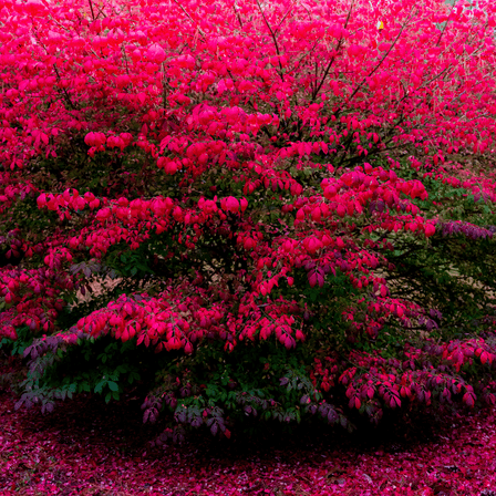 Burning Bush Shrub Live Plant, Dormant Red Foliage for Garden Borders and Containers, 3–5 inch Tall