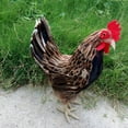 thumbnail image 4 of Estatua de de simulación, figurita de Animal , artesanía artística, escultura de pollo, estatua de pollo tante, Patio, fotografía M Macarena Estatua de gallina, 4 of 7