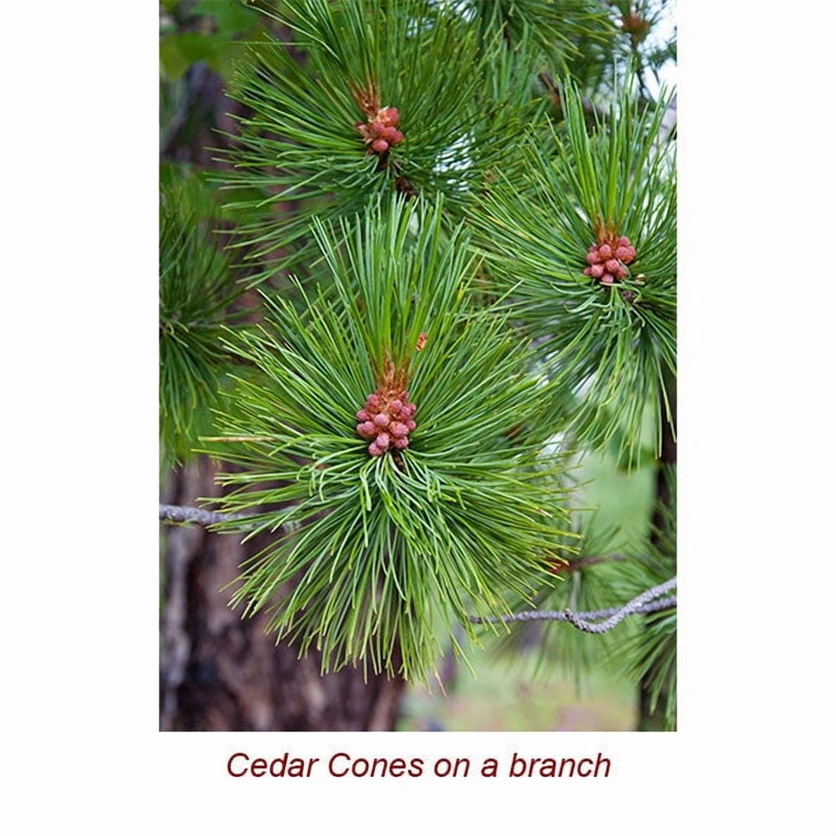 Cedarwood Atlas Organic Essential Oil 15 ml (1/2 fl oz) - 100% Pure and Natural by Silky Scents