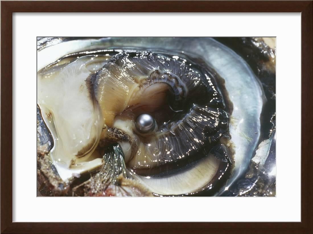 Oyster With Black Pearl Framed Print Wall Art