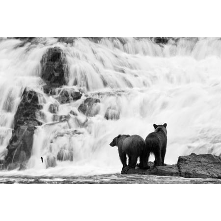Two Young Brown Bears Fishing For Salmon At The Base Of A Waterfall In The Tongass National Forest Southeast Alaska Summer Digitally Altered Canvas Art - John Hyde Design Pics (38 x 24)