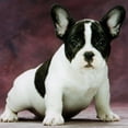 thumbnail image 2 of CafePress - Puppy French Bulldog - Non-slip Rubber Mousepad, Gaming Mouse Pad, 2 of 6