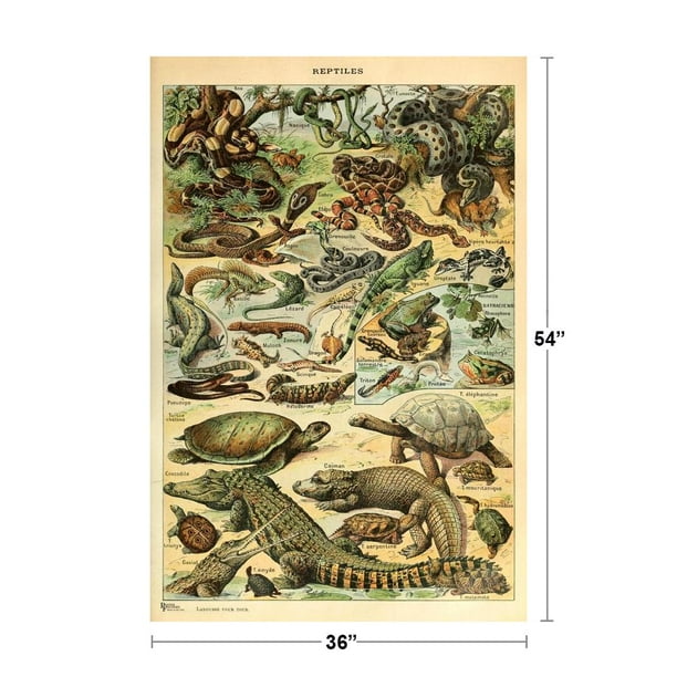Reptiles Cottagecore Room Decor Snake Lizard Turtle Chart Bookplate Retro  Botanical Nature Vintage Aesthetic Indie Decor Science Education Dorm  Bedroom Cool Huge Large Giant Poster Art 36x54 - Walmart.com