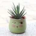 thumbnail image 6 of Rare Cactus Succulent Plants | Live House Plants for Home, Office, and Garden Decoration., 6 of 11