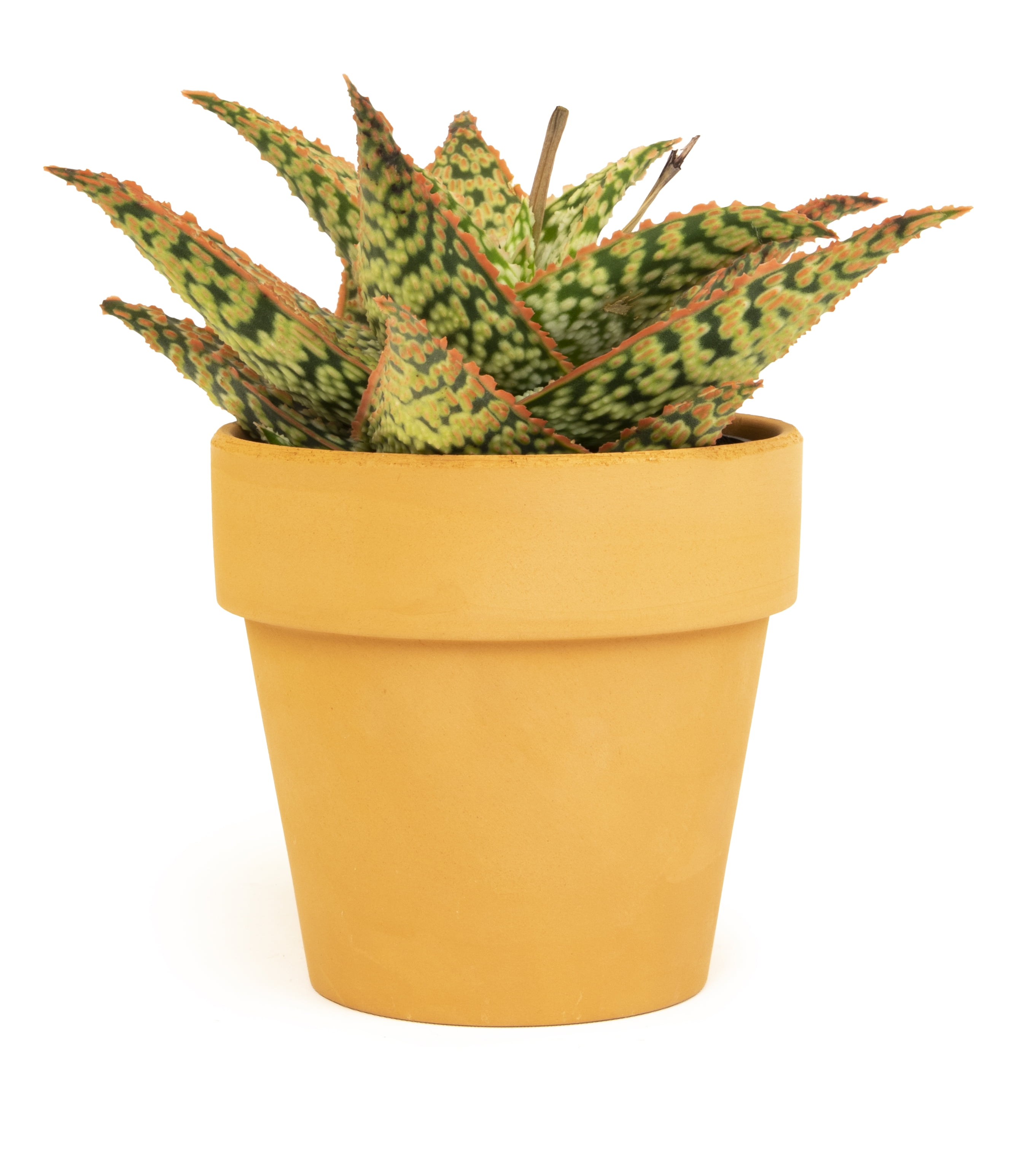 Altman Plants 3.5" Star Aloe Live Plant with Clay Pot - Walmart.com