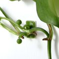 thumbnail image 3 of TOEUIE Invisible Wall Rattan Climbing Plant Fixture Clip Adhesive Hook, 3 of 3